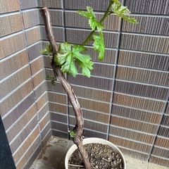 ぶどう　果樹　苗木　ウイルスフリー