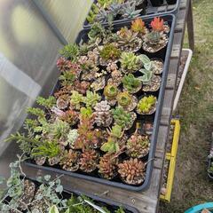 多肉植物