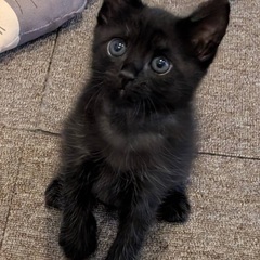 ①イケメン黒猫ちゃん！草むらで過酷に生き延びた男の子の仔猫…