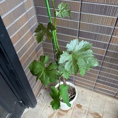 ぶどう　果樹　苗木　ウイルスフリー