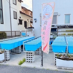本日、6月4日（水）からメダカ販売開始いたします！ − 神奈川県