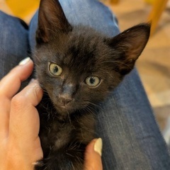 ②イケメンおっとり系黒猫ちゃん！草むらで過酷に生き延びた男の子の...