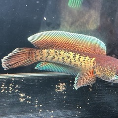 熱帯魚