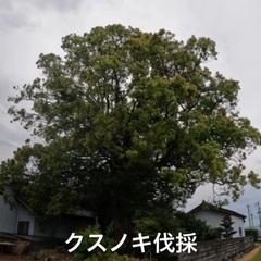 伐採作業が安くできる。