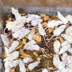餌用活マウス　