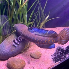 熱帯魚