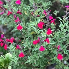 チェリーセージ　切り枝　20本の画像