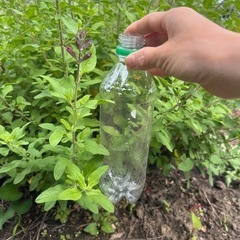 チェリーセージ　切り枝　20本の画像