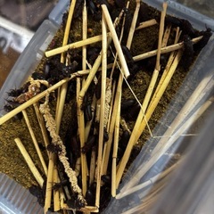 ミルワーム 成虫