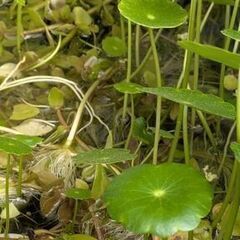 水草三種