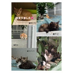 可愛い子猫ちゃん🐱