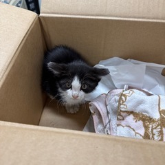 1ヶ月のハチワレ子猫