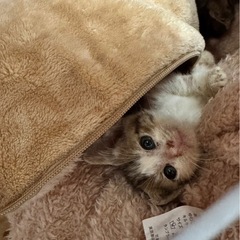 急募！保護したての子猫ちゃん　