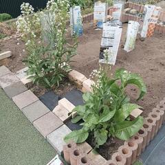 わさび 花 葉