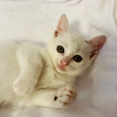 おっとりな男の子　なでるとゴロゴロ✨