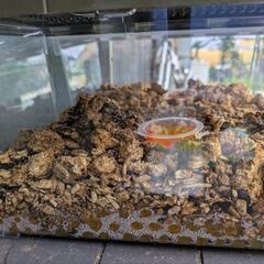 カブトムシ・クワガタに最適の虫マットの画像