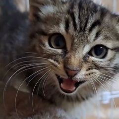 トライアル中　生後2ヶ月くらいの子猫 - 猫