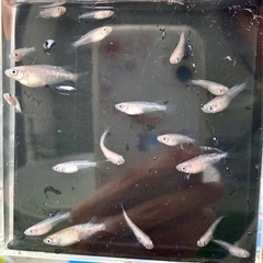 はなつばさ メダカ　(選別漏れ白系) 