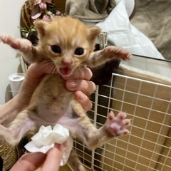 子猫(生後2週間程?)2匹の里親さん募集してます。