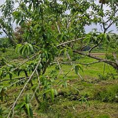 農業体験もしくは果樹栽培の画像
