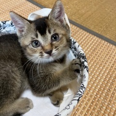 里親募集　子猫生後２ヶ月位