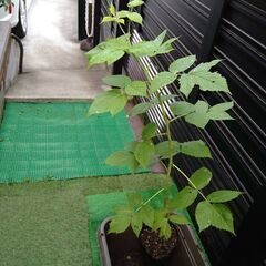 四季成りラズベリーの苗の画像