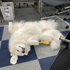 20代大活躍中💖サモエド犬に癒されよう🐶✨必要なのは車免許だけ🔰...