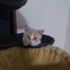 マンチカン　4か月のオス