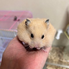キンクマハムスター