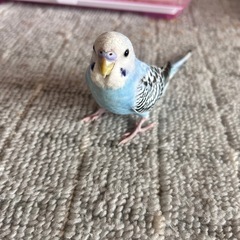 セキセイインコ♂