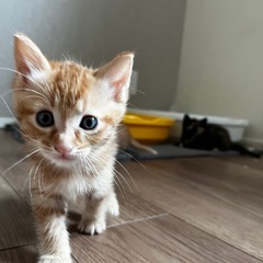 トライアル中マルル🐱オス - 熊本市