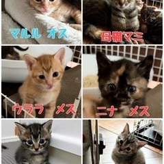トライアル中マルル🐱オス − 熊本県