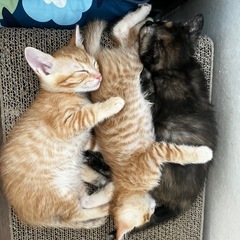 トライアル中マルル🐱オス - 猫