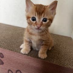 マルル🐱オス