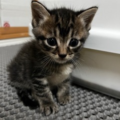 ぶんぶん🐱オス