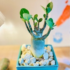 値下🉐陶器鉢付き！ジブリのような世界観！盆栽風アデニウム　おしゃれな観葉植物の画像