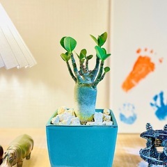 値下🉐陶器鉢付き！ジブリのような世界観！盆栽風アデニウム　おしゃれな観葉植物の画像