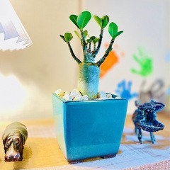 値下🉐陶器鉢付き！ジブリのような世界観！盆栽風アデニウム　おしゃれな観葉植物の画像