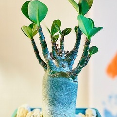 値下🉐陶器鉢付き！ジブリのような世界観！盆栽風アデニウム　おしゃれな観葉植物の画像