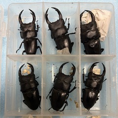国産オオクワガタ　久留米産　オス2匹セット　3セットで飼育セット...