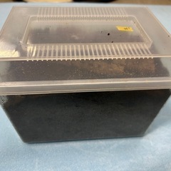 国産オオクワガタ　久留米産　オス2匹セット　3セットで飼育セット付き　　その他　スマトラ　パラワン、メタリフェル、飼育ケースなどカブトムシクワガタムシ用品追加可能の画像
