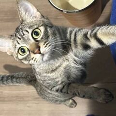 推定１歳　津福公園でガリガリに痩せた状態でいた空くん【6月8日(...