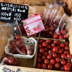 こちらもそろそろ終了です🙇‍♀️愛知の美味しいミニトマト🍅