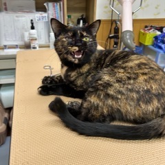 ゴロゴロスリスリのサビ猫　10ヶ月　女の子　ひじきちゃん🩷