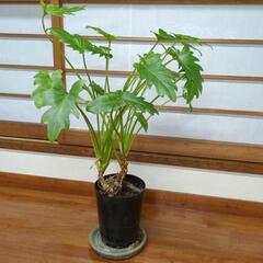 クッカバラ　観葉植物　６０センチ　