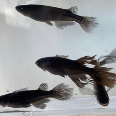 黒天玄龍（こくてんげんりゅう）　卵10個＋α