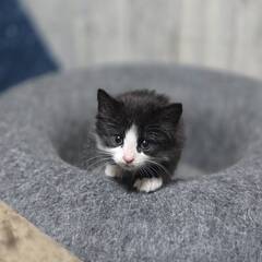 in岡崎市☆子猫祭り☆保護猫達を暖かいオウチに迎えよう☆2…
