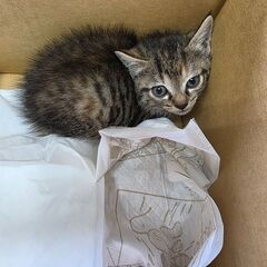 捨て猫です。誰か引き取っていただけませんか？千葉県茂原市
