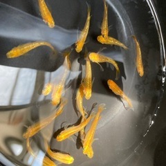 レクリス18匹現物⭐︎メダカ　 