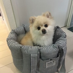 ペット用ベッド 車にもの画像